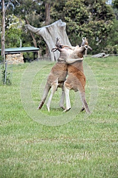 the red kangaroos are scratching each other in the chest and neck