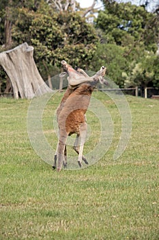 the red kangaroos are scratching each other in the chest and neck