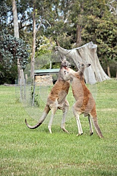 the red kangaroos are scratching each other in the chest and neck