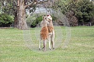 the red kangaroos are scratching each other in the chest and neck