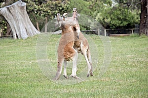 The red kangaroos are scratching each other in the neck