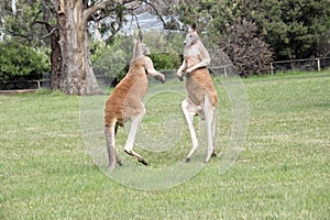 the red kangaroos are using their tail to balance while fighting