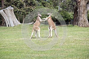 the red kangaroos are using their tail to balance while fighting