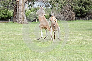 the red kangaroos are using their tail to balance while kicking each other