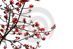 Red kapok flowers with twigs and branches