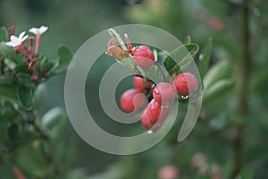 Red Karanda fruit herb on tree after rain