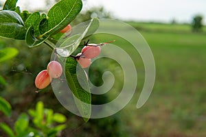 The red karonda fruits are filled with spider webs on their trees that are planted as a side fence