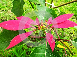 This is a red katsuba leaf Suitable for funerals