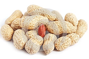 Red kernel in peanut shells