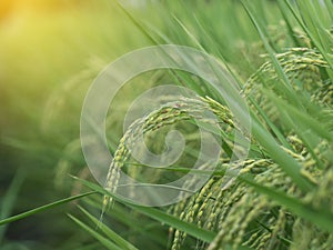 Red kettle steaming hot.