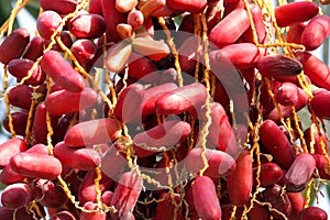 Red kimri dates clusters