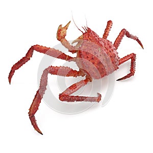 Red King Crab Kamchatka Isolated On White Background. 3D Illustration