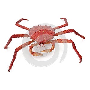 Red King Crab Kamchatka Isolated On White Background. 3D Illustration