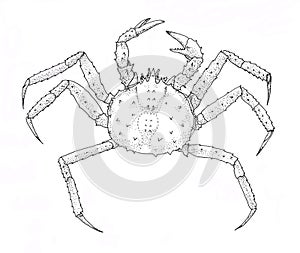 Red king crab. Outline black and white illustration.
