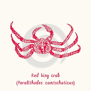 Red king crab Paralithodes camtschaticus top view. Ink black and white doodle drawing in woodcut style