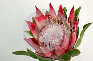 Red king protea plant on white background