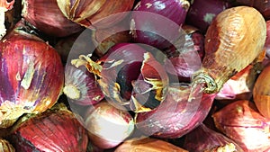 Red kitchen onion Allium cepa