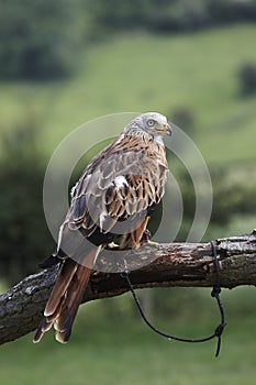 Red Kite