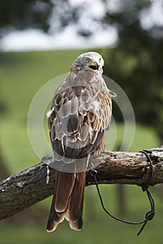 Red Kite