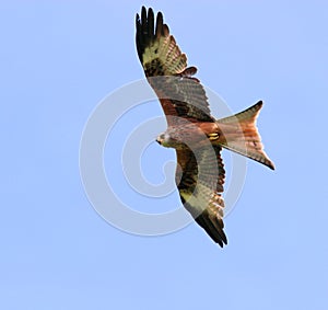The Red Kite