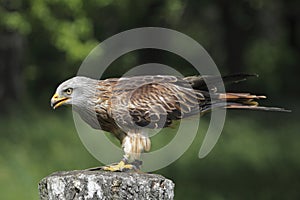Red kite