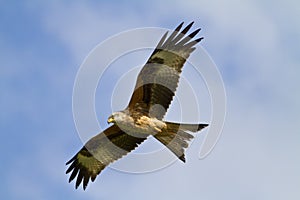 Red Kite