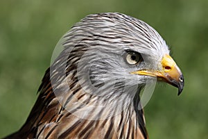 Red kite