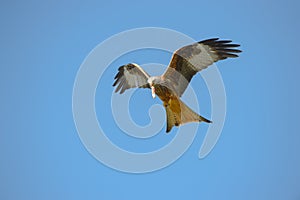 Red Kite