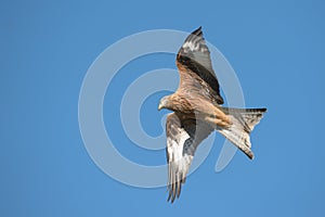 Red Kite