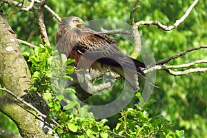 Red kite