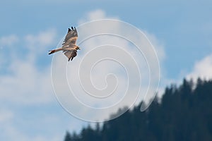 Red kite bird flies hight above over forest photo