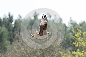 Red Kite - Bird In Flight