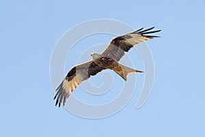 Red Kite - Bird In Flight
