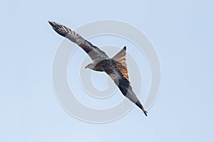 Red Kite - Bird In Flight