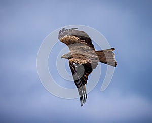 Red kite bird flying from right to left