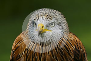 Red Kite bird of prey, milvus milvis