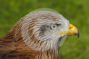 Red Kite bird of prey, milvus milvis