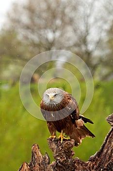 Red kite, bird of prey portrait. The bird is sitting on a stump. Ready to attack its prey in the rain