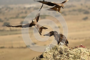 Red kite and buzzard eat carrion