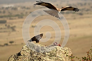 Red kite and buzzard eat carrion