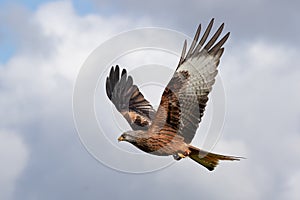 A red kite captured in flight