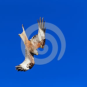Red Kite