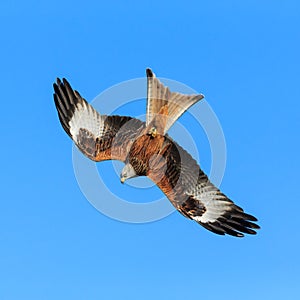 Red Kite