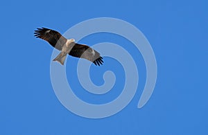 Red kite eagle soaring through a bright blue sky with its wings extended