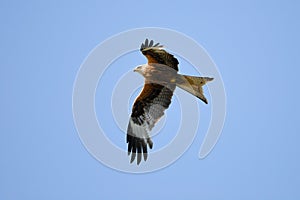 Red Kite in flight photo