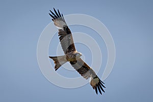 Red Kite in Flight