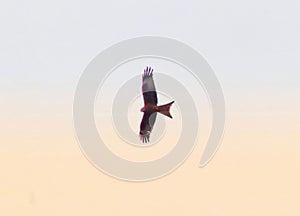 Red kite in flight across the sky