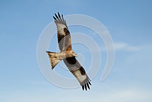 Red kite in flight against blue sky