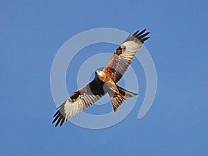 Red Kite in flight against a blue sky