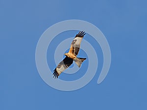 Red Kite in flight against a blue sky